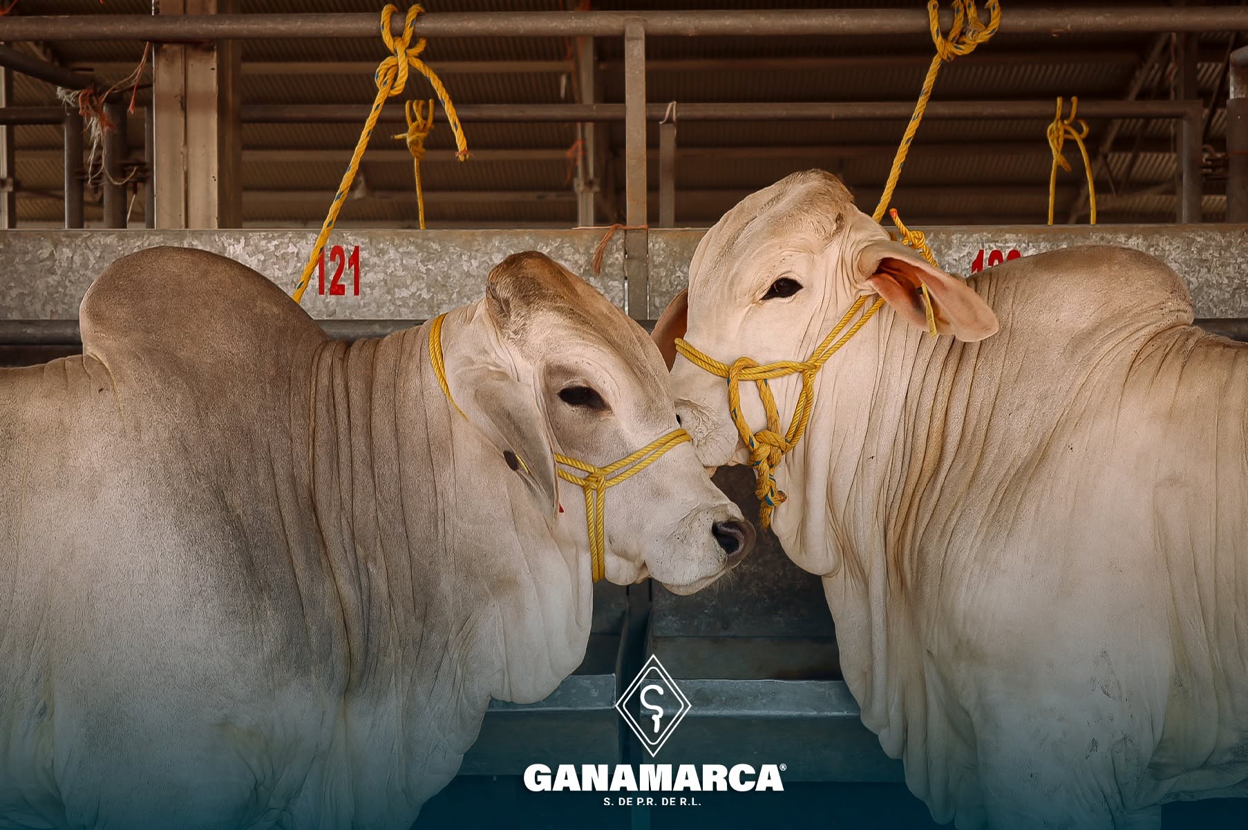 Ganado Ganamarca