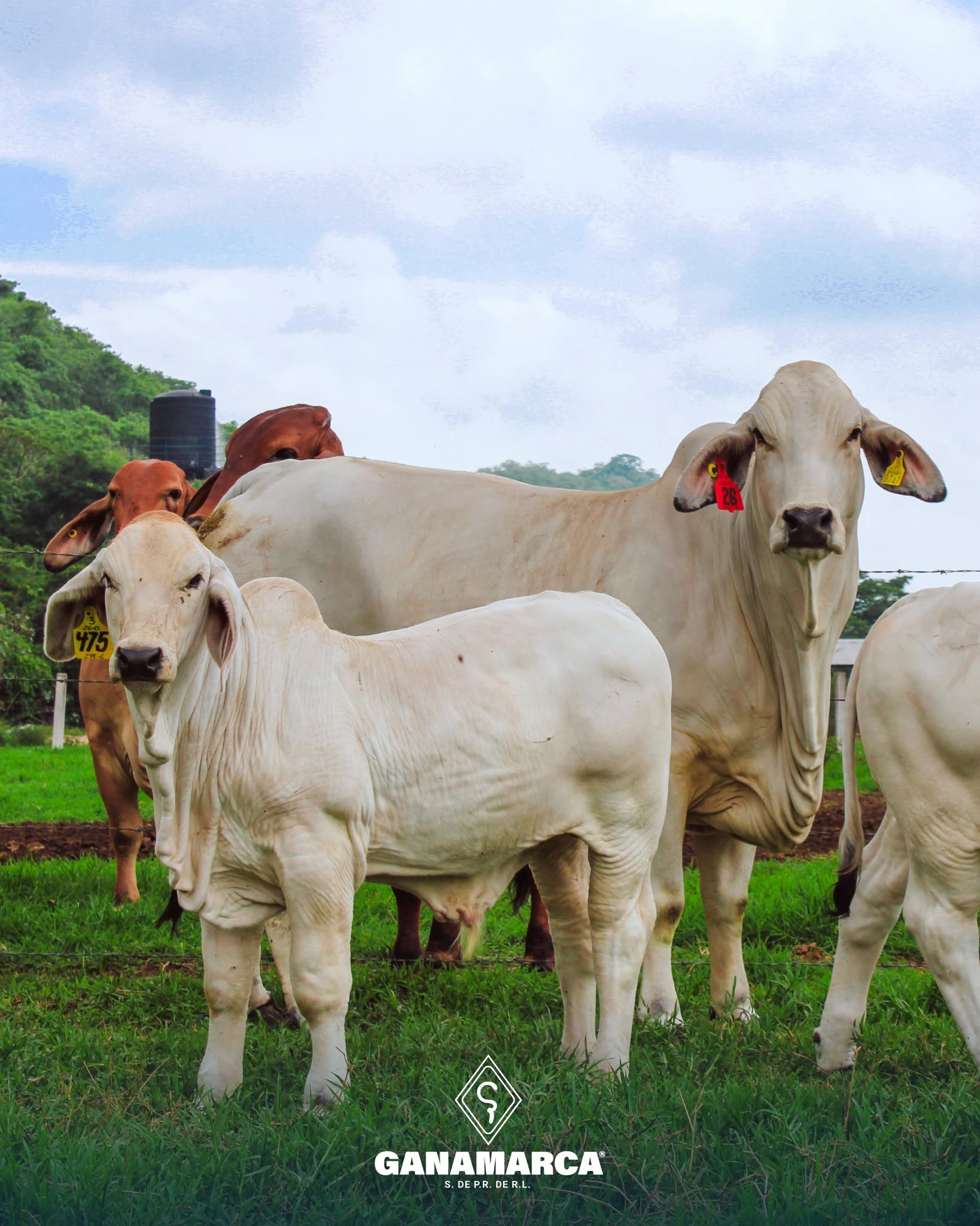 Inseminación Artificial